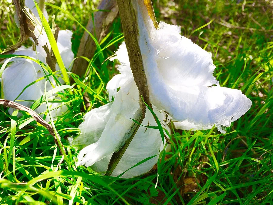 Frost Flower, Bushy Creek Greenbelt, Cedar Park, TX (32410563946) in Cedar Park, Texas