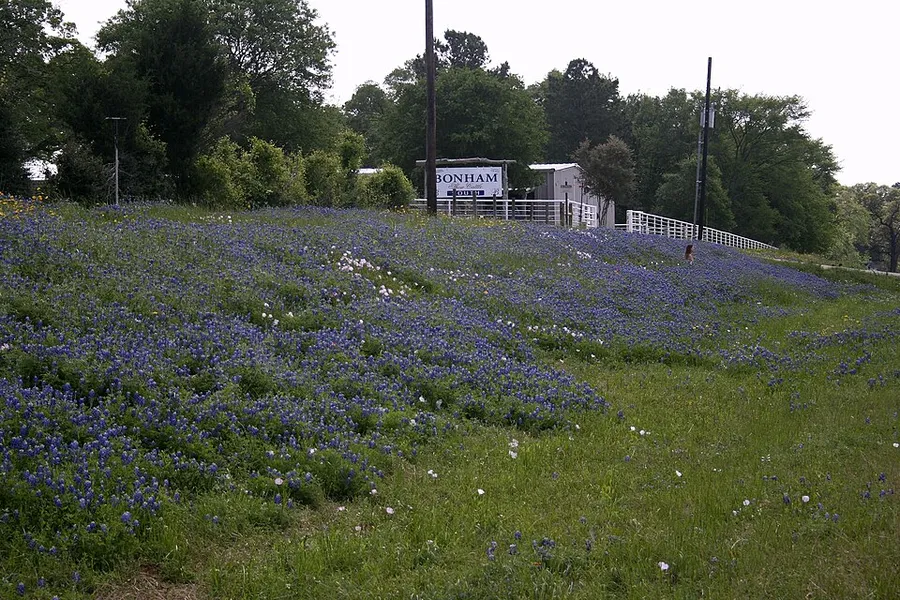 Bluebonnets College Station Texas in College Station, Texas