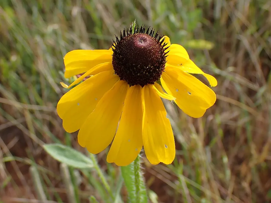Black-eyed susan at Lake Arcadia in Edmond, Oklahoma