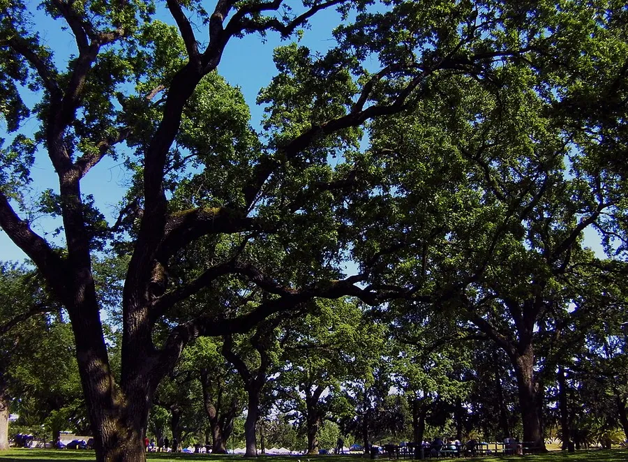 Elk Grove Park in Elk Grove, California