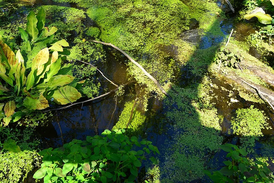 West Hylebos Wetlands Park - creek 02 in Federal Way, Washington