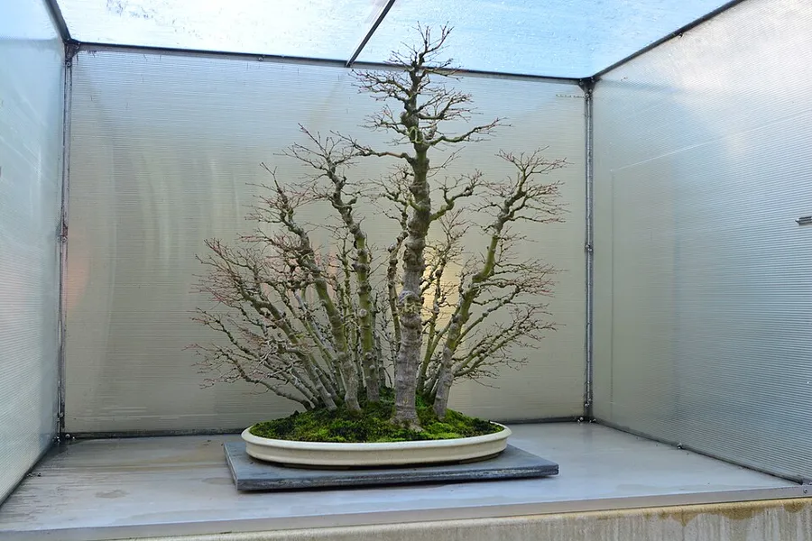 Pacific Bonsai Museum 228 - Acer palmatum in Federal Way, Washington