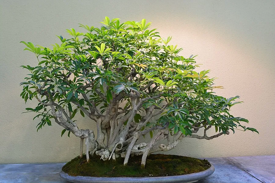 Pacific Bonsai Museum 306 - Dwarf schefflera in Federal Way, Washington
