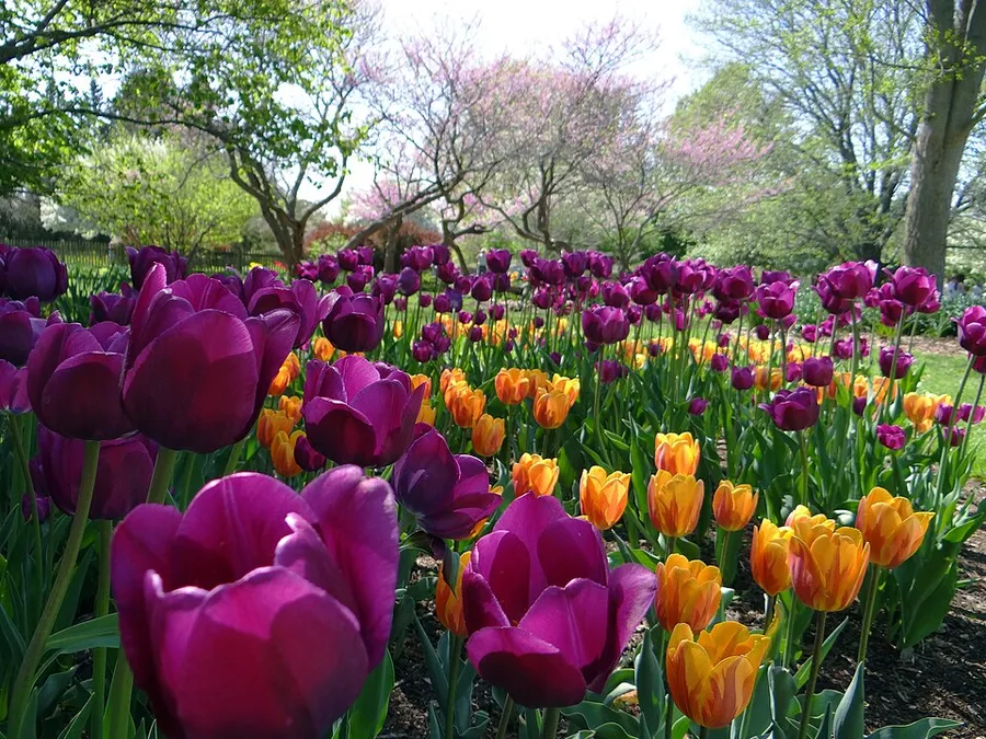 Foster Park, Fort Wayne, Indiana, May 2014 in Fort Wayne, Indiana