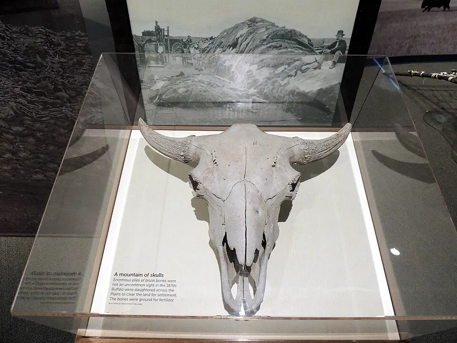 Bison Skull Museum of Great Plains Lawton Oklahoma in Lawton, Oklahoma
