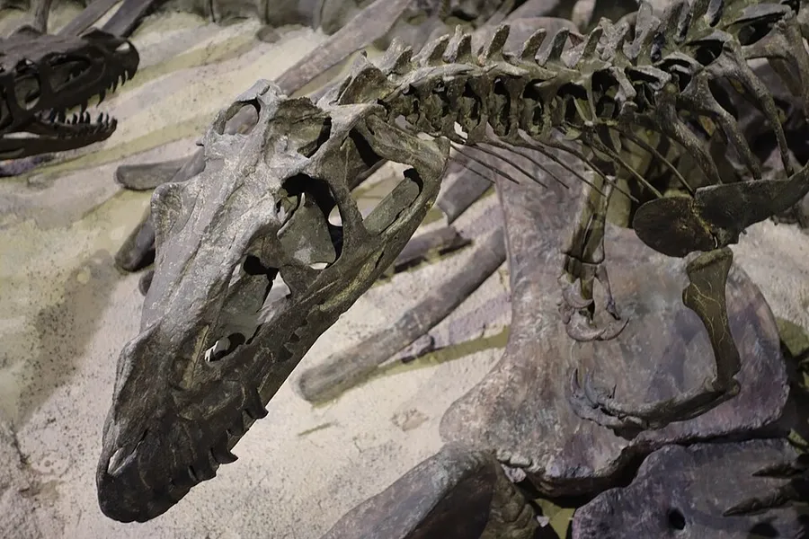 Ceratosaurus mount museum of ancient life 2 in Lehi, Utah