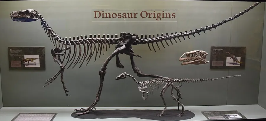 Dinosaur origins display at The Museum of Ancient Life in Lehi, Utah