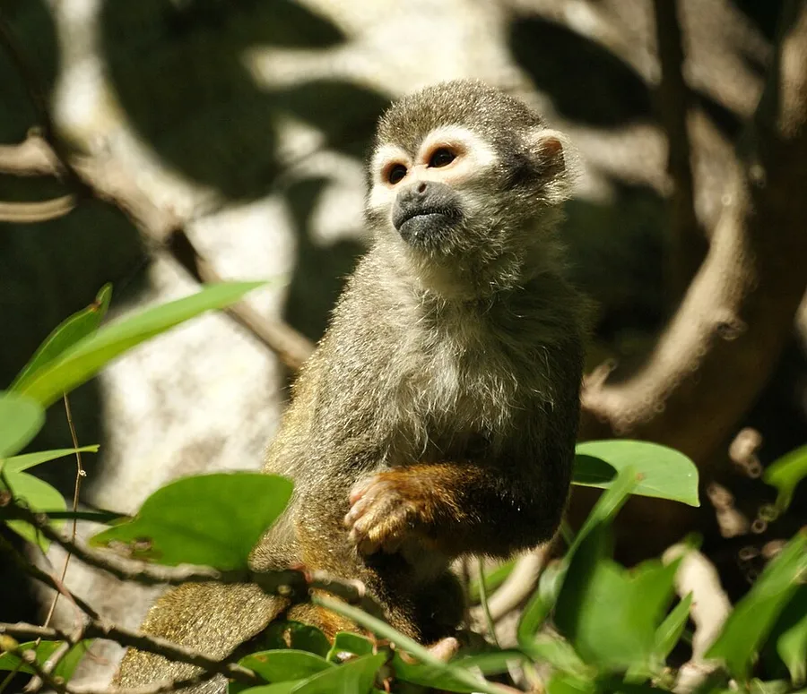 Brazilian Squirrel monkey- Bonnet House (4233828740) in Sunrise, Florida